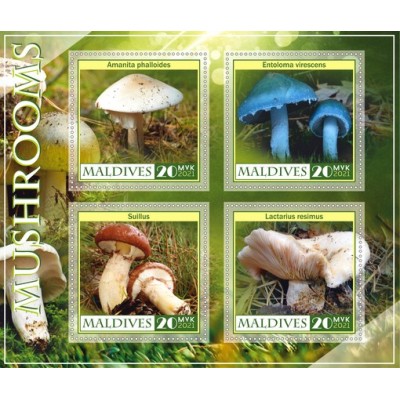 Флора грибы
